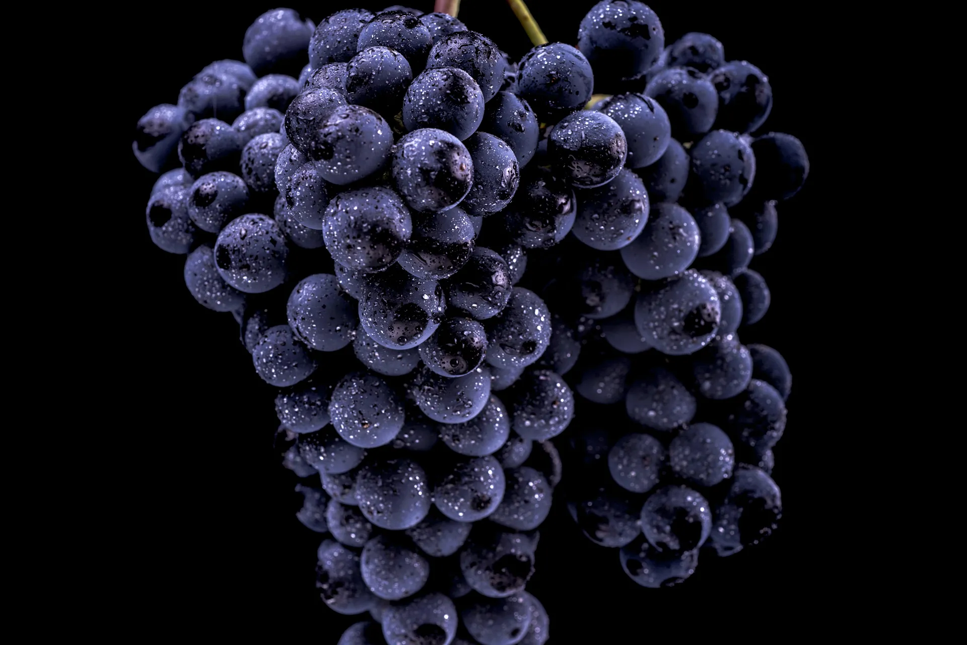 grappe de raisin Des Hommes et des Vins agent de vignerons